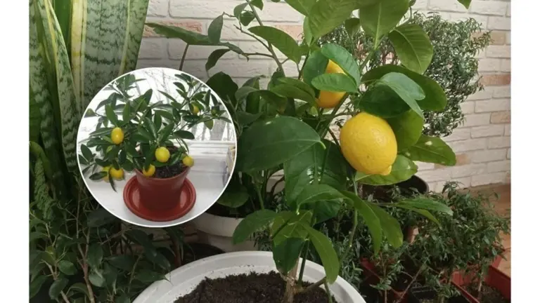 Il mio limone era in letargo per un anno: una sola pallina ha cambiato tutto in 28 giorni
