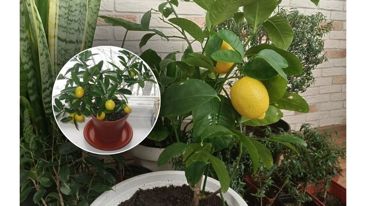 Il mio limone era in letargo per un anno: una sola pallina ha cambiato tutto in 28 giorni