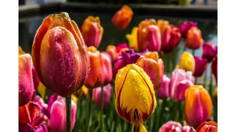 Il segreto dei tulipani rigogliosi: 3 "cocktail" da barman per fioriture spettacolari