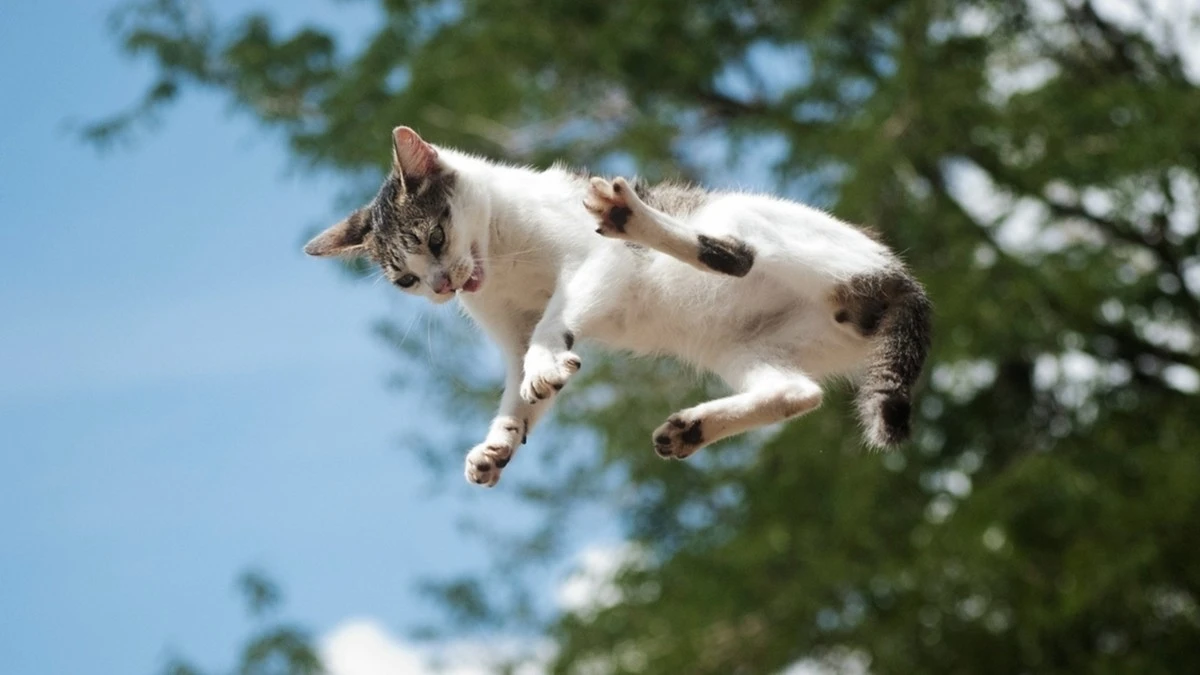 Il segreto della gravità felina: ecco perché i gatti atterrano sempre in piedi