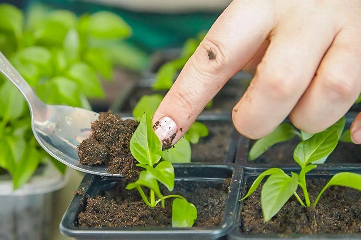 Il segreto della vicina: semi di peperone germinati in meno di un giorno