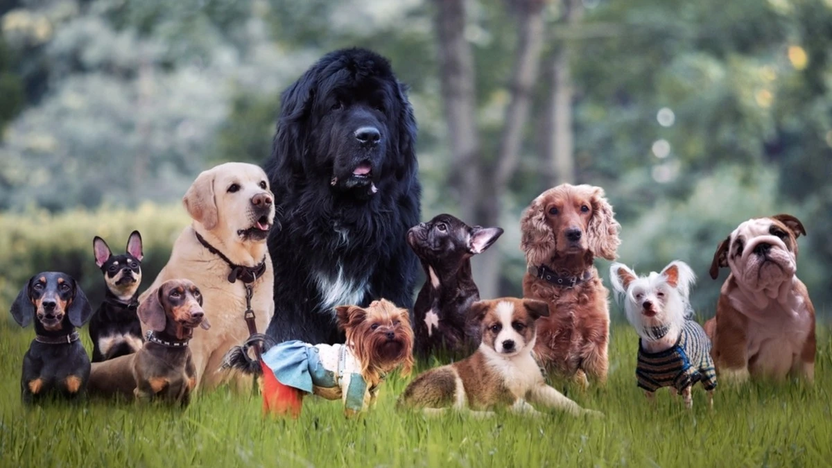 Il segreto musicale dei cani: ecco quali razze sincronizzano il loro ululato con la musica