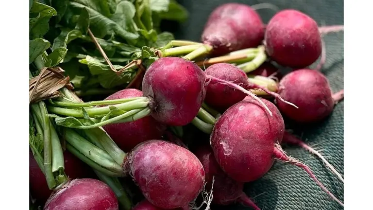 I vicini ridevano quando ho piantato verdure ad aprile: a maggio sono venuti a chiedermi i semi