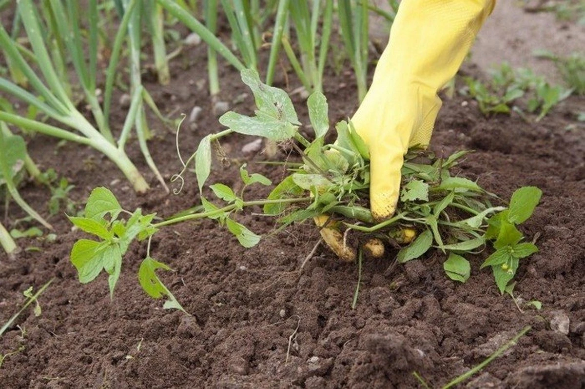L'aceto e il bicarbonato? Il segreto per eliminare le erbacce senza fatica