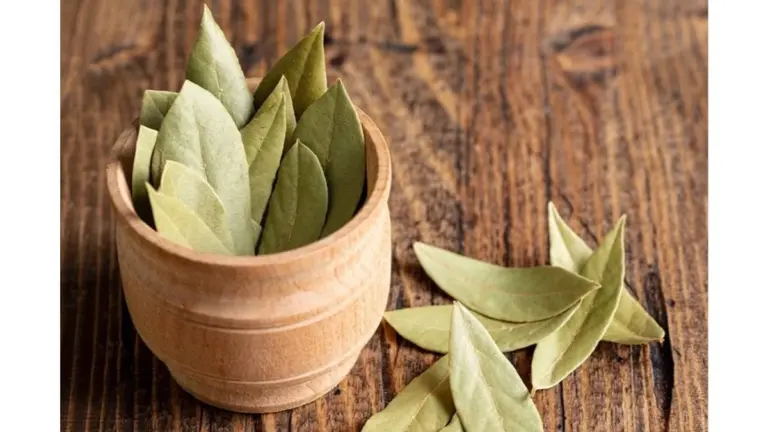 L'alloro in cucina: perché alcuni ne sentono il sapore, altri dicono sia un mito