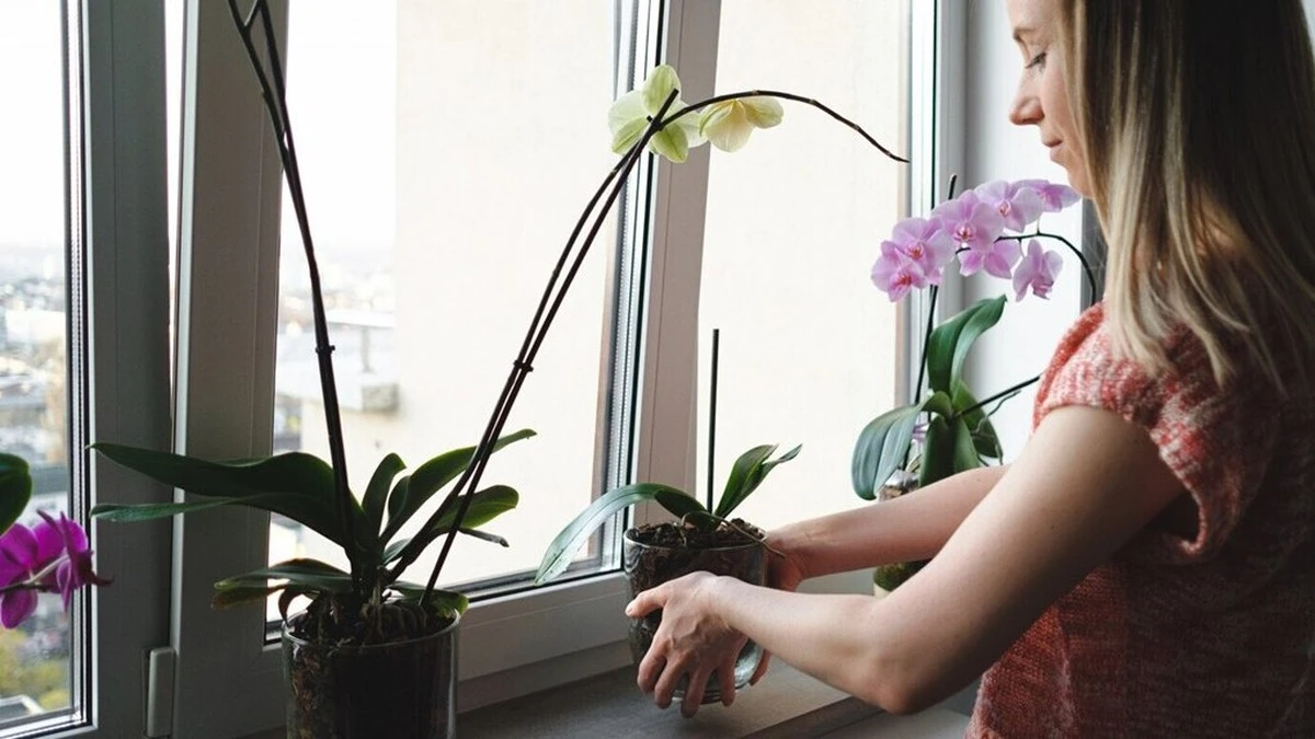 La tua orchidea soffre la fame: cosa non ti dice nessuno fiorista