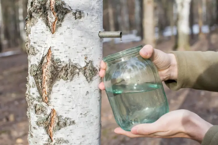 Linfa degli alberi: come raccoglierla in primavera senza diventare un bracconiere con un trapano in mano