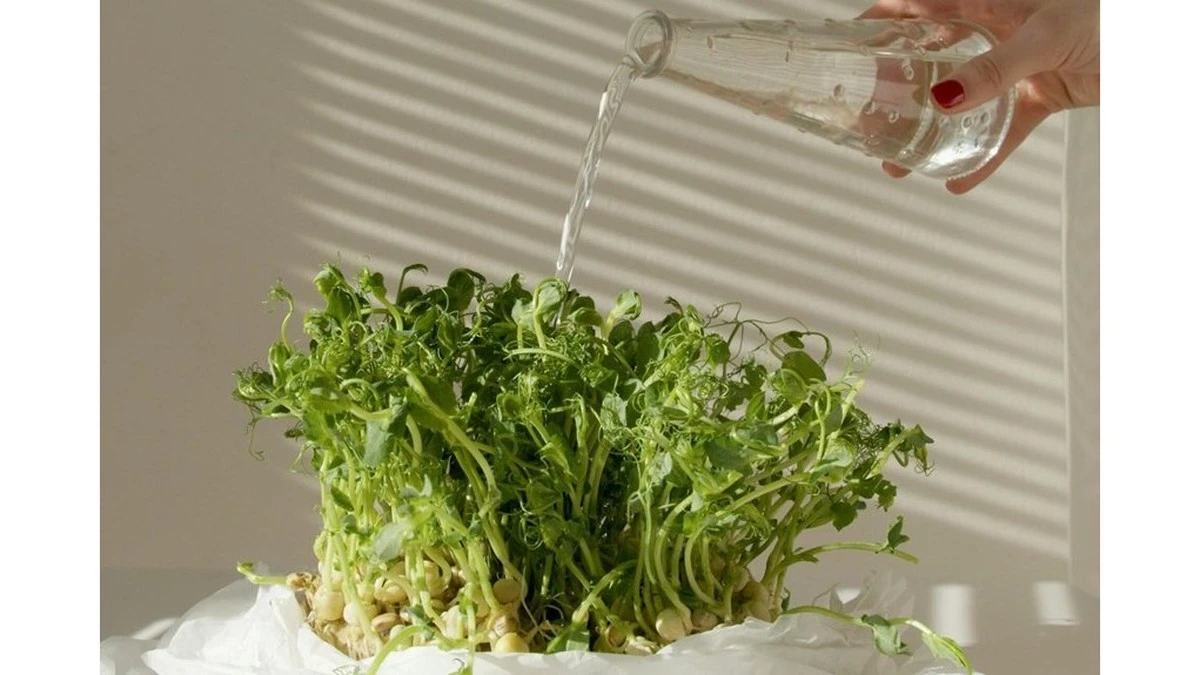 Non più terriccio spento: il segreto in un cucchiaio dalla vostra cucina che trasforma le piantine in una settimana