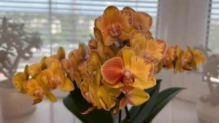 Orchidea risvegliata: una testa d'aglio fa miracoli in 2 settimane