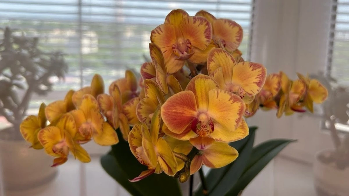 Orchidea risvegliata: una testa d'aglio fa miracoli in 2 settimane