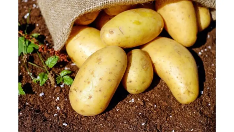 Patate: la vicina giusta fa la differenza