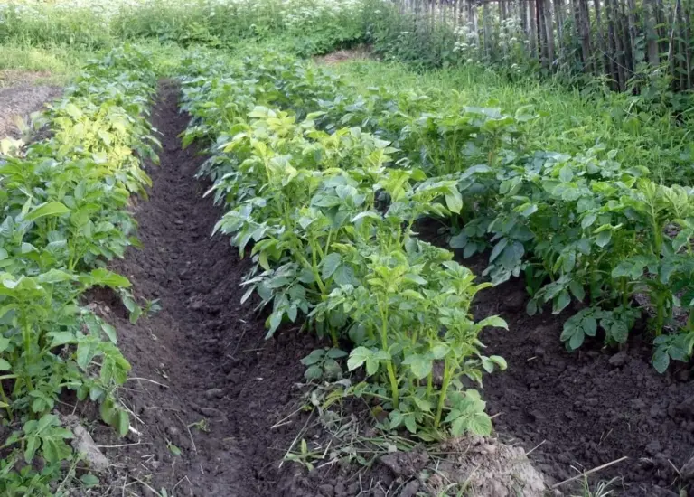 Patate super: il metodo della nonna che triplica il raccolto