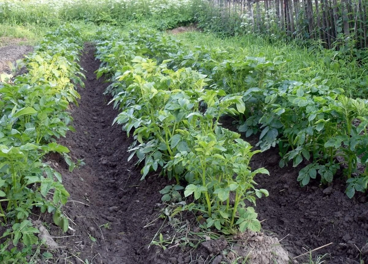 Patate super: il metodo della nonna che triplica il raccolto