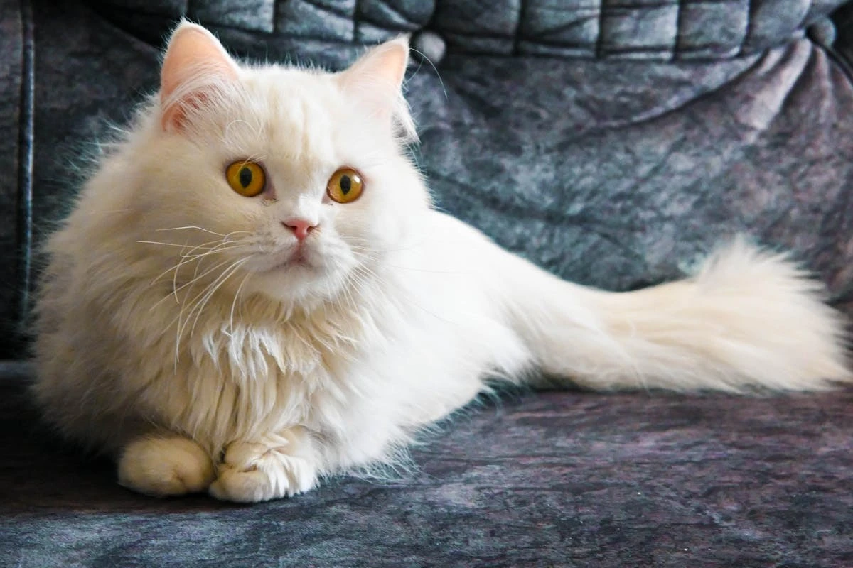 peli di gatto nell'aria: 3 trucchi geniali per eliminarli dai tuoi vestiti e mobili