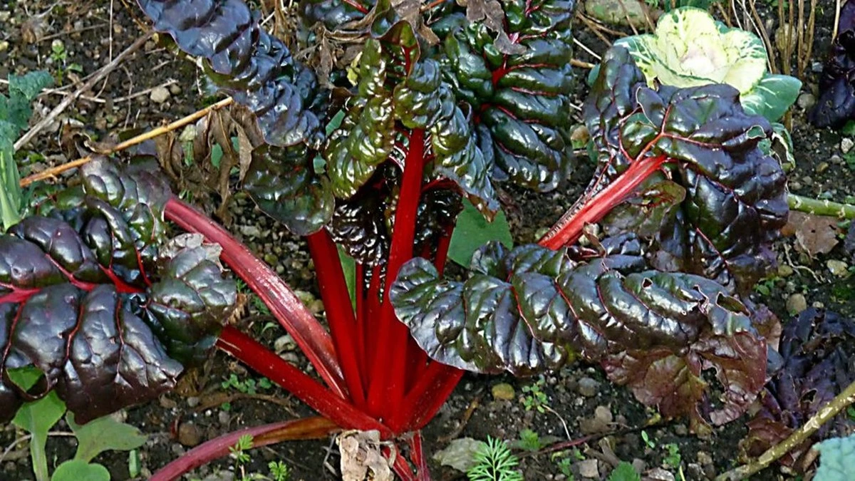 Perché finalmente adotto l'angolo buio del mio giardino: cosa mi ha insegnato un vicino esperto