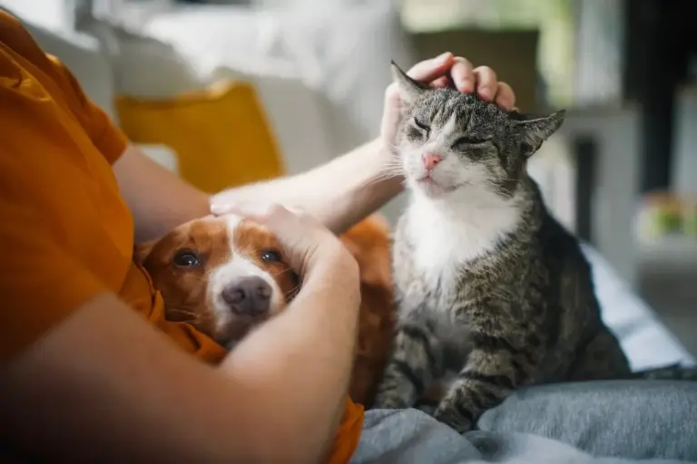 Perché il tuo gatto sa che stai tornando a casa prima ancora che tu apra la porta