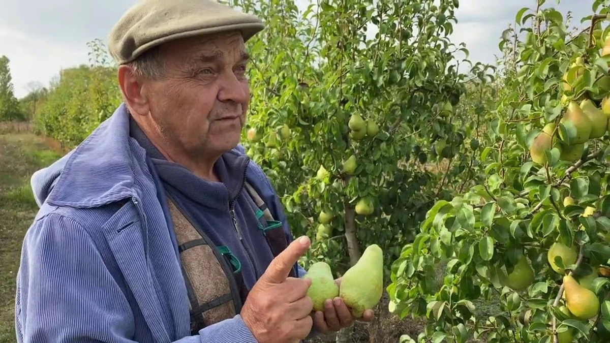 Perché le mie pere erano insipide per 10 anni: il concime azotato applicato al momento giusto cambia tutto