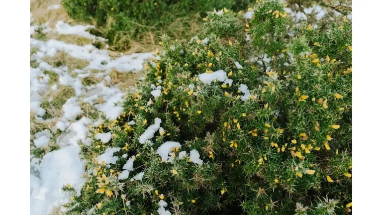 Perché regalo fiori, ma un arbusto tengo per me: fiorisce tutto l'anno senza sforzo