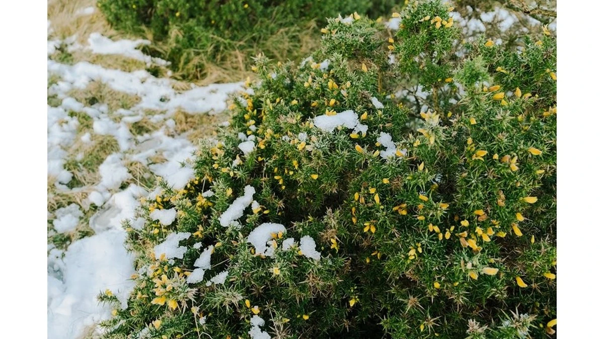Perché regalo fiori, ma un arbusto tengo per me: fiorisce tutto l'anno senza sforzo