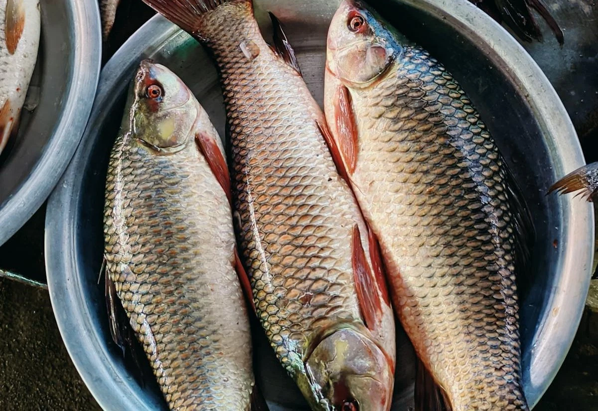 Pesce Zero Scivolamenti: Il Trucco Semplice che i Pescatori Non Vogliono Farti Sapere