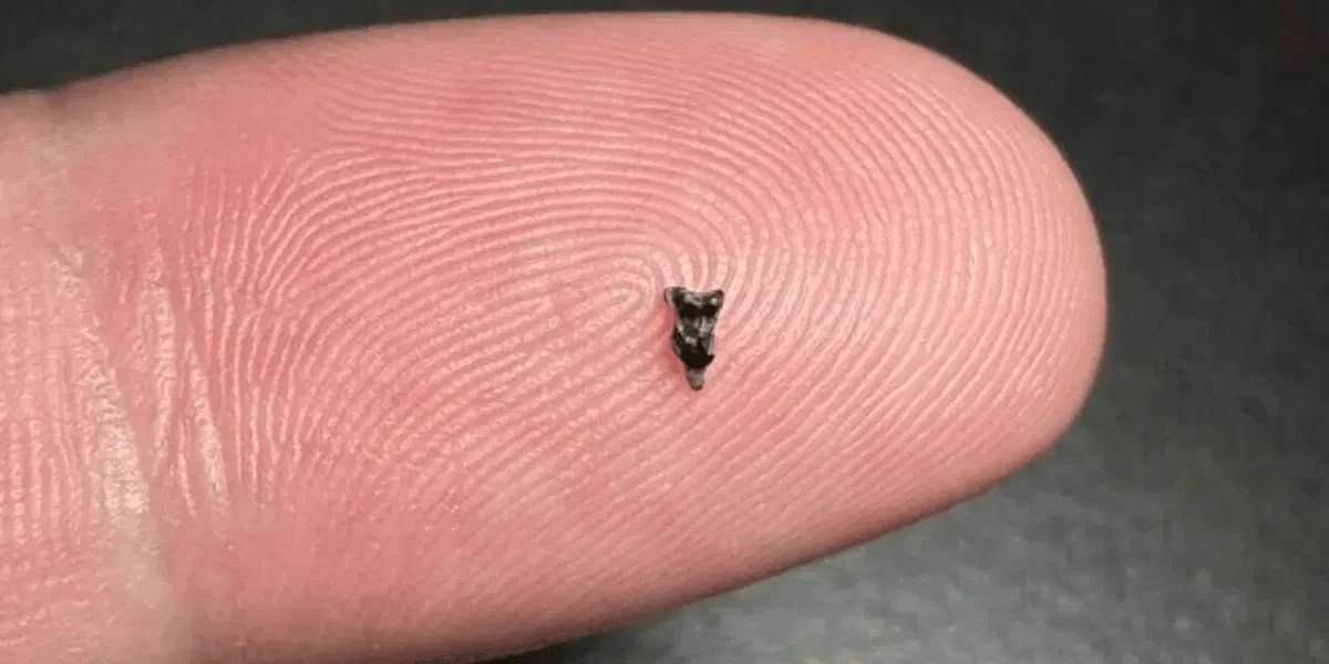 Piccoli denti, Dalla terra: una scoperta di 2 mm riscrive la storia umana