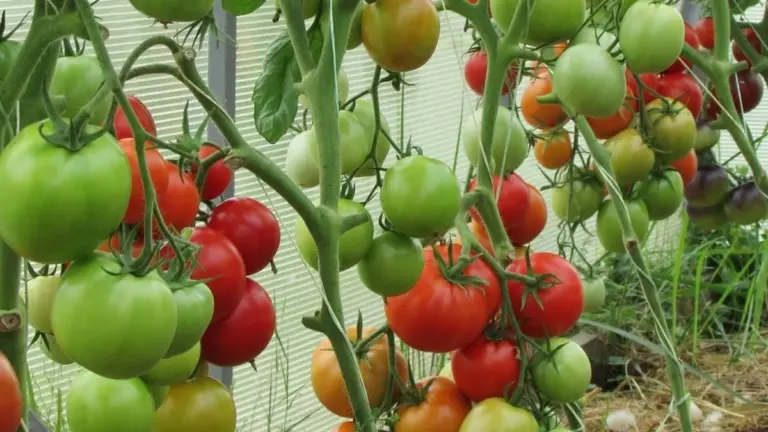 Pomodori Giganti: Il Segreto Nascosto in Due Manciata di Compost per Vaso