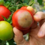 Pomodori perfetti: il trucco del vicino ottantenne con 2 pastiglie da farmacia