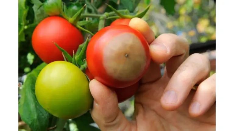 Pomodori perfetti: il trucco del vicino ottantenne con 2 pastiglie da farmacia