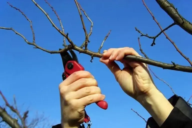 Quando NON tagliare il tuo pesco dopo l'inverno: il segreto dei giardinieri esperti
