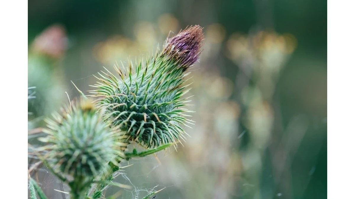 Radici di bardana: perché i tuoi capelli diventeranno lucidi come in pubblicità