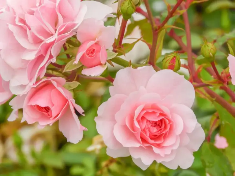 Rimossa la copertura invernale dalle rose? Queste malattie primaverili possono distruggere tutto il tuo roseto