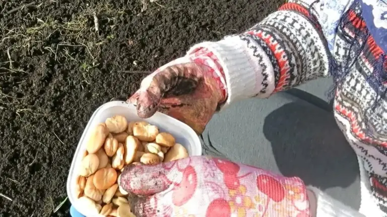 Semina ora: 7 piante da orto salvate per fine marzo