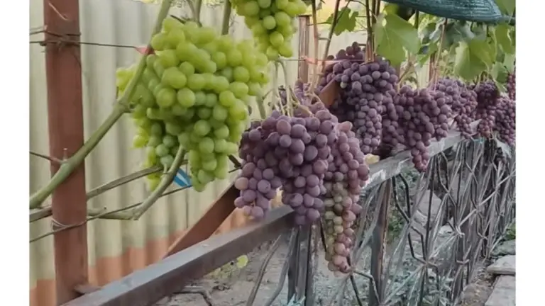 Tre uve che resistono al gelo: addio pacciamature invernali!