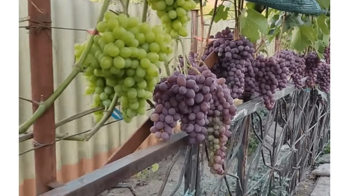 Tre uve che resistono al gelo: addio pacciamature invernali!