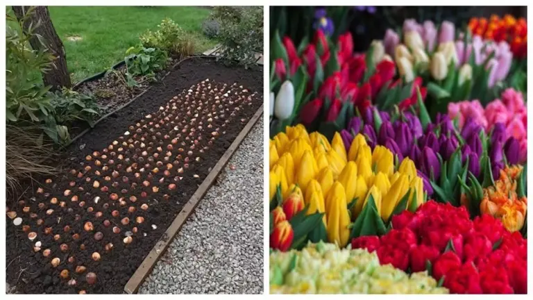 Tulipani che lasciano i vicini a bocca aperta: il metodo olandese per fioriture spettacolari (anche per principianti)