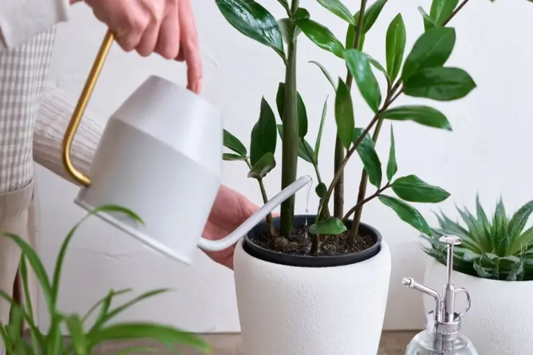Zamioculcas: il segreto per farlo fiorire con poche gocce di limone